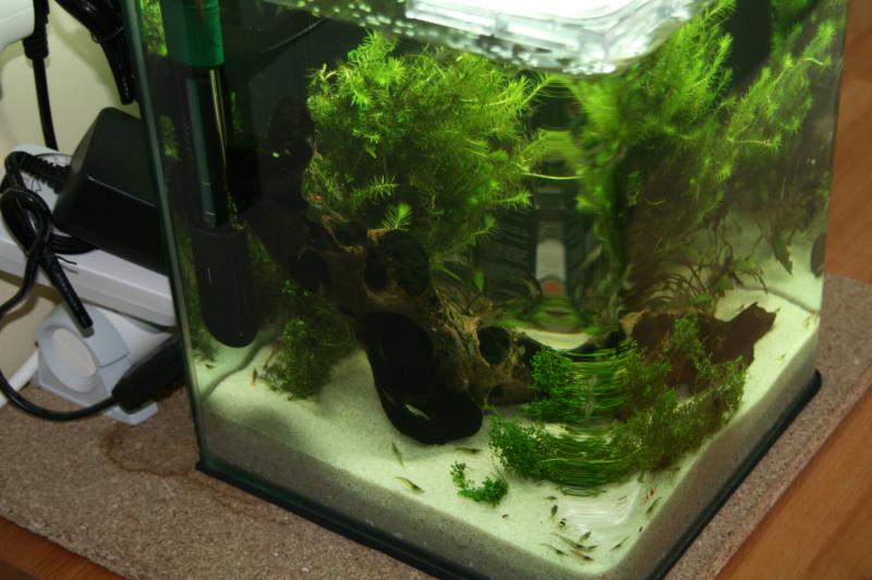 nano 20L aquascaping crevette 987689IMG_6670