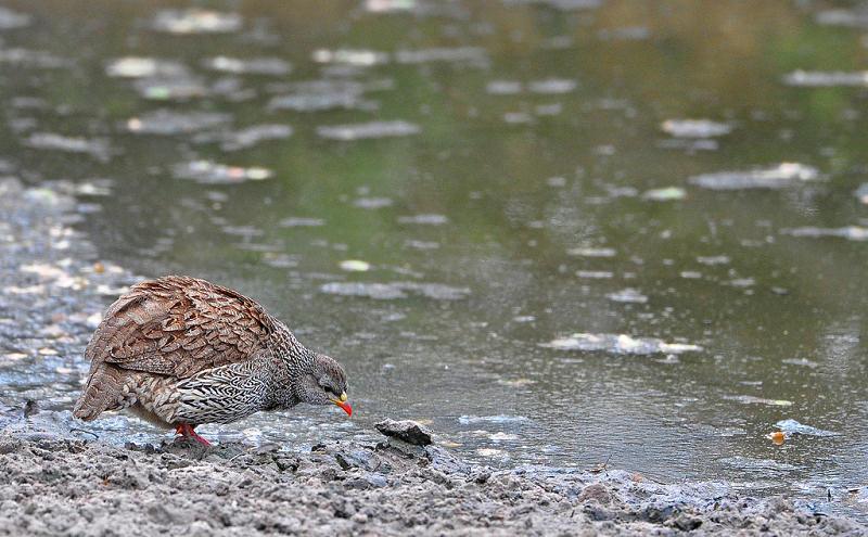 Francolin du Natal 992749Natal_francolin2