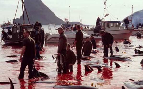 le massacre des dauphins (éloignez les enfants) 995173danemark_3