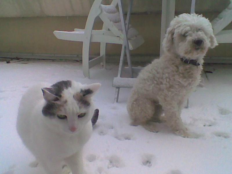 SKIPY CANICHE BLANC MALE 11 ANS - ADOPTE  99562925