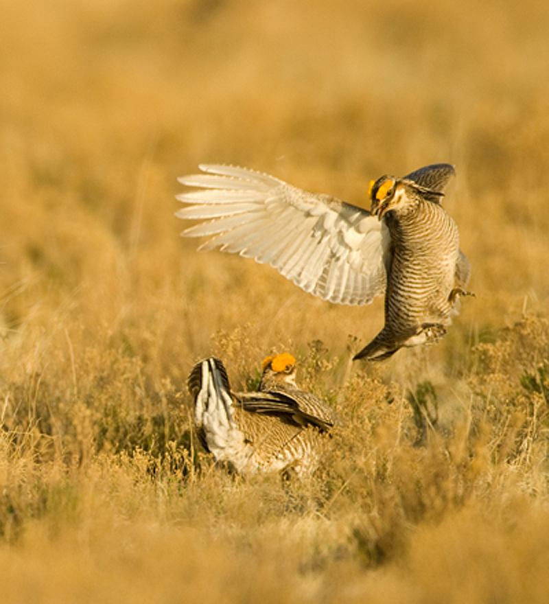 Le tétras pâle 996506Lesser_Prairie_Chicken_800__ppi__21