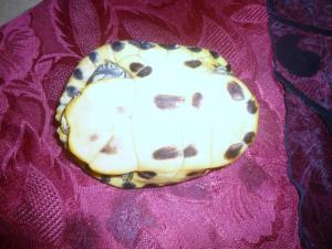 besoin de conseil pour bichonner ma tortue  Mini_179690P1010627