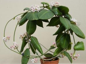 HOYA CALYCINA Mini_229406Mars2011484