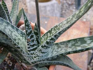 GASTERIA   bicolor en fleur Mini_766801Fev2011686