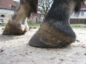 Quejida et ses nouveaux pieds Mini_910192Pieds29032010_008