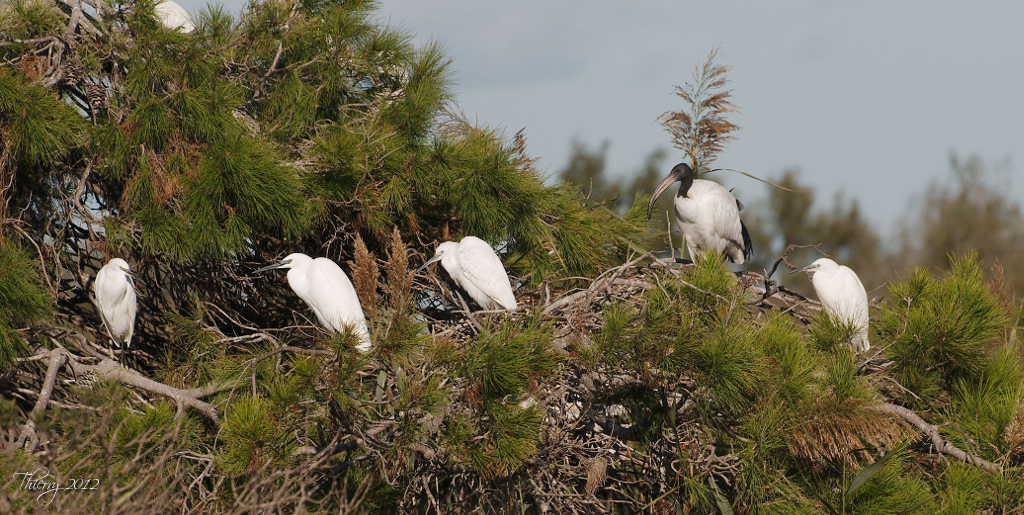 [tiotiti] Animaux de Camargue - Page 2 111214pontdegau7283