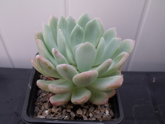 Mes succulentes 2014 111828019