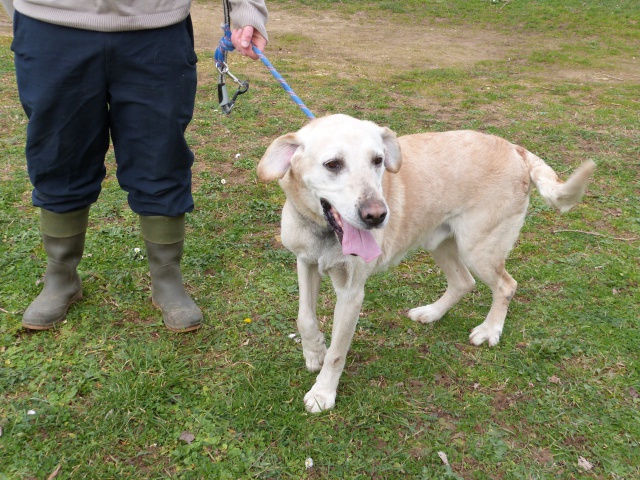 TAYSEN - labrador 10 ans - Spa de Poitiers (86) 112053139fTaysen7