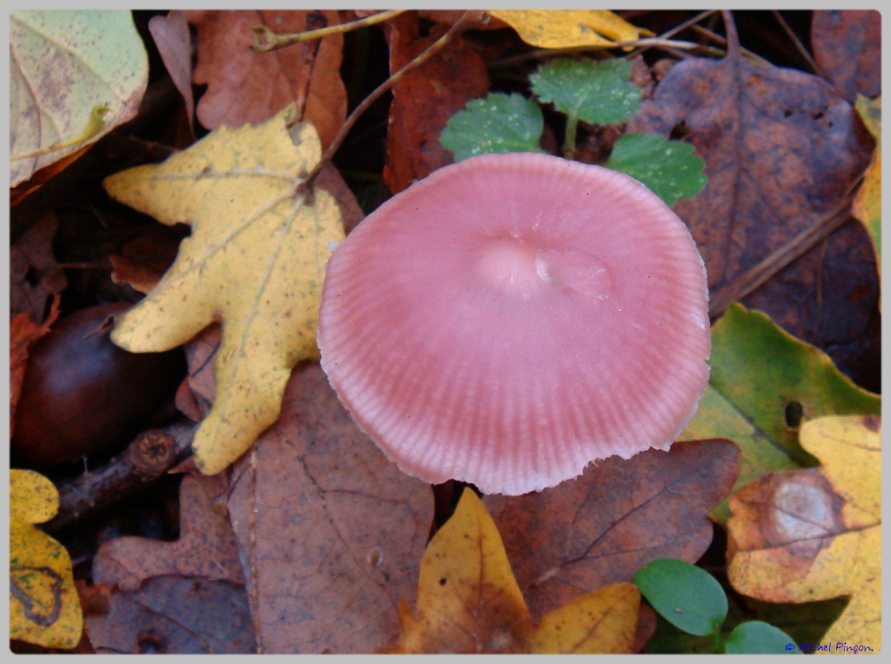 [fil ouvert] les champignons - Page 5 112226DSC011563