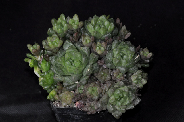 Haworthia à rempoter ! 112380cymbiformisobtusa