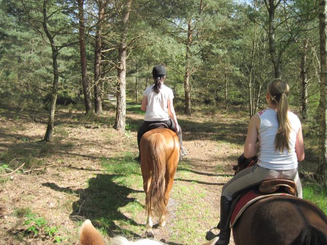 Balade de 2h - Milly la Forêt - Chapeau de Napoléon 112395IMG5970