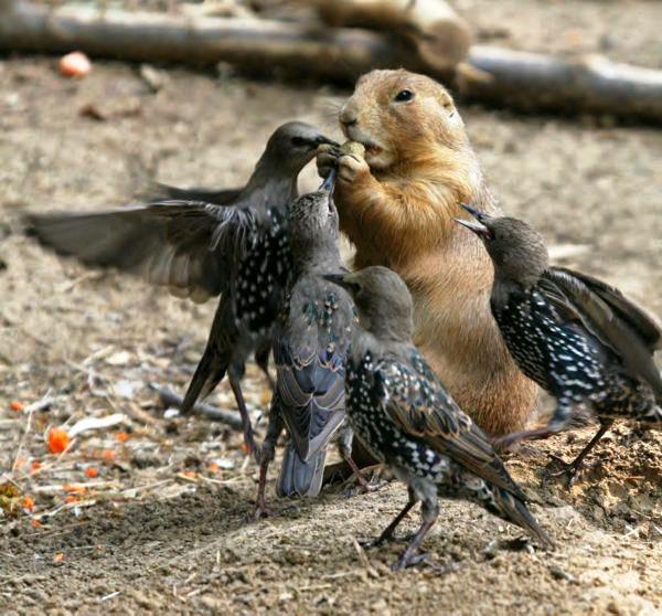 TENDRESSE !!! - Page 2 112404marmotte