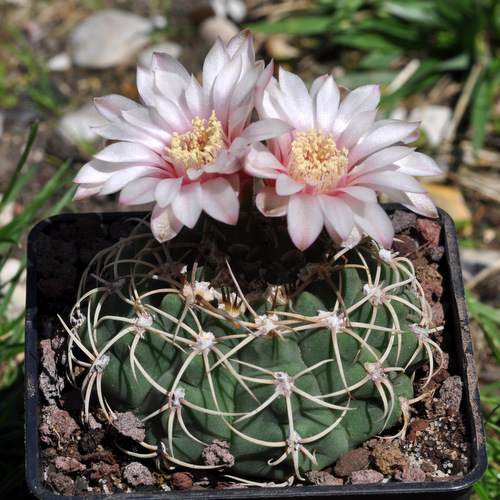 Floraisons de mes Gymnocalycium 112622gymnocalyciumbayrianum1106263