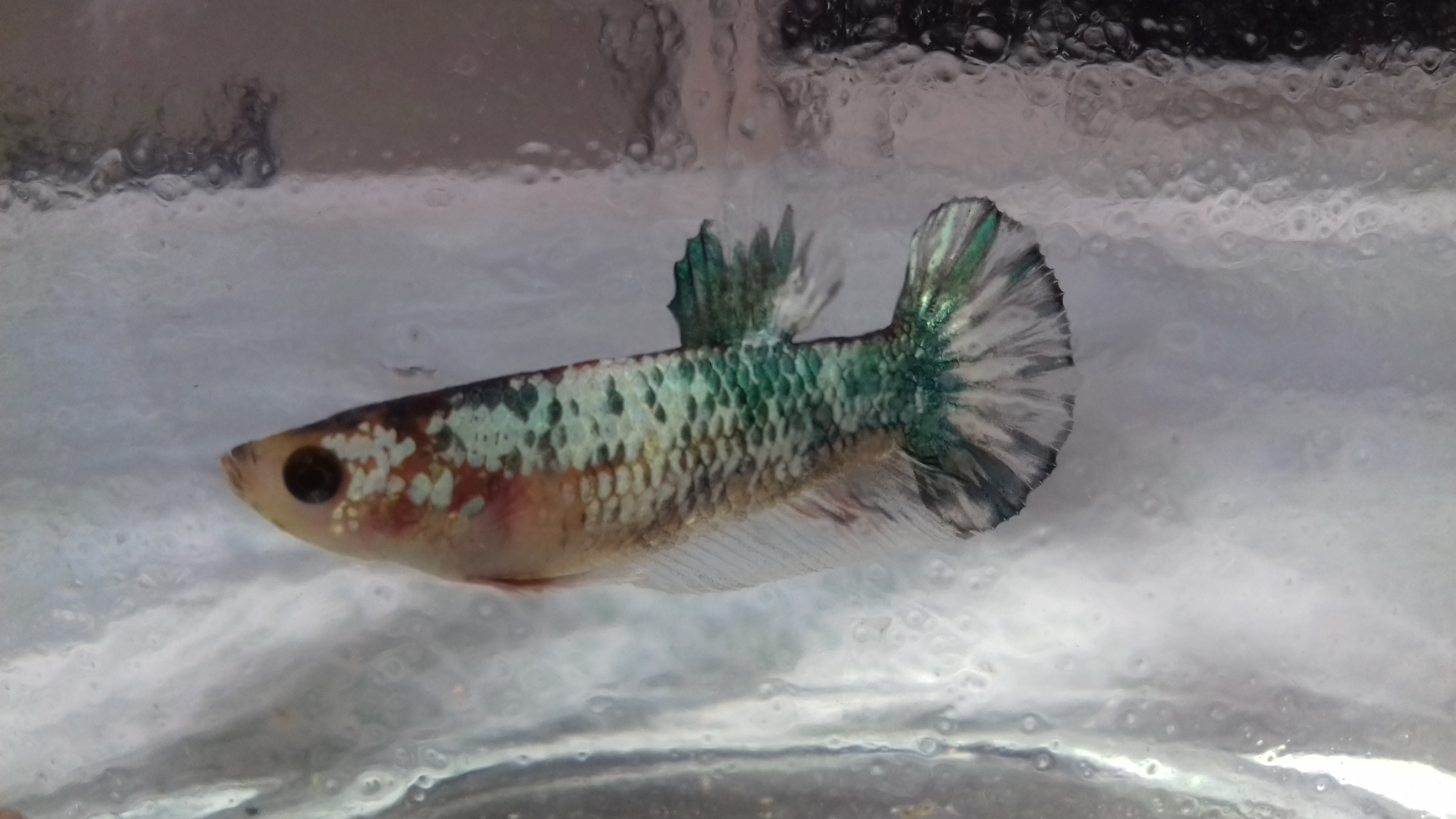 Repro betta marbré Thai  11264120170907150946