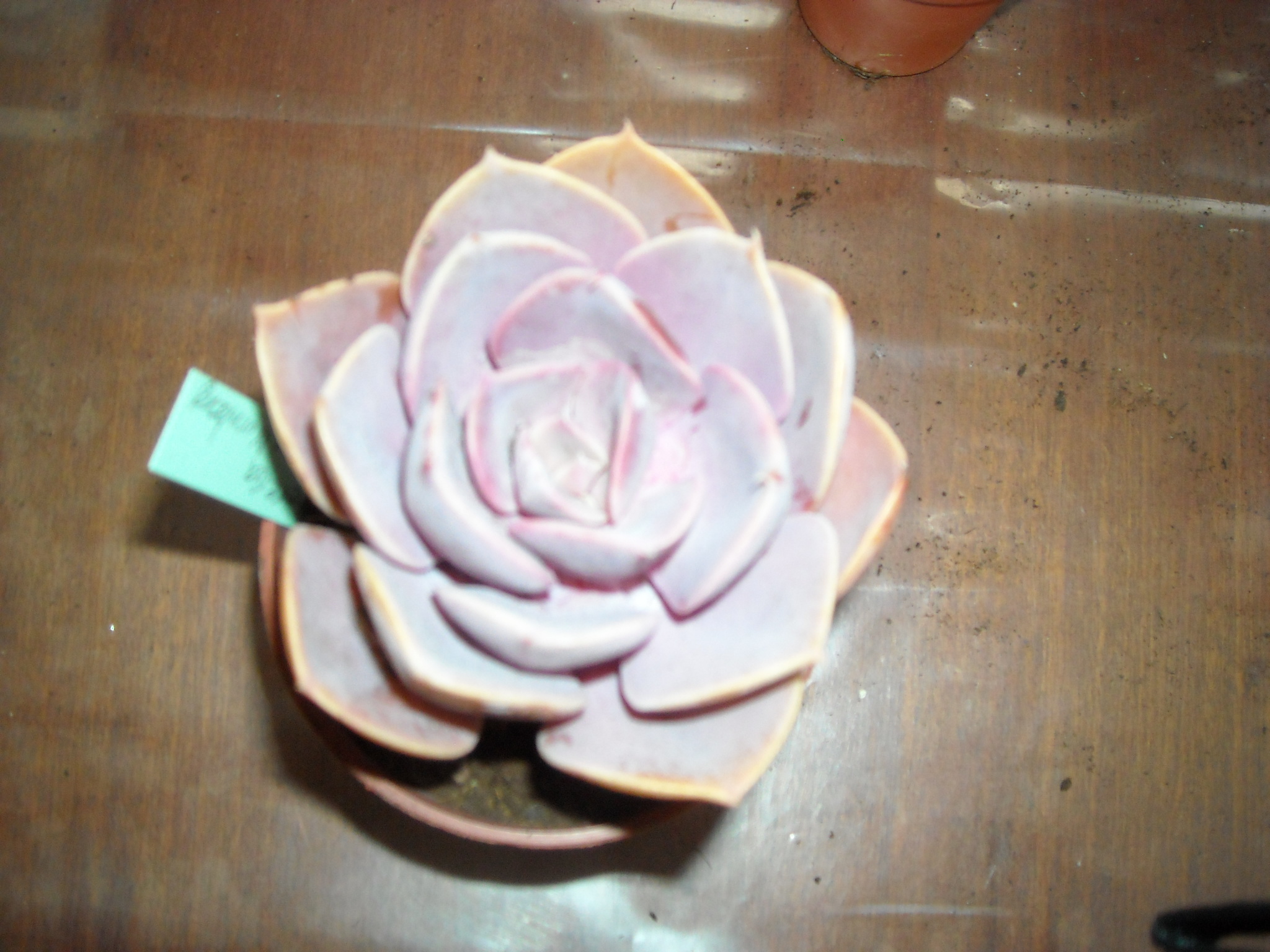 famille echeveria 113182chvria007