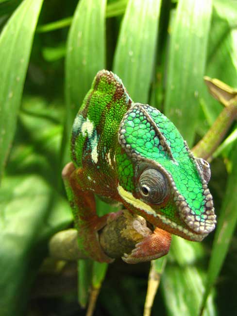 Animaux - Lézards - Caméléon panthère -Anguidae - L'orvet - 113557cameleonpanthere9