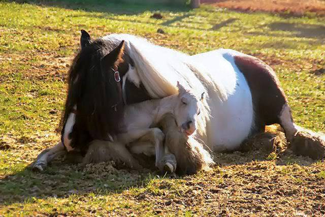 TENDRESSE !!! - Page 3 113649555765371504632953128157802806n