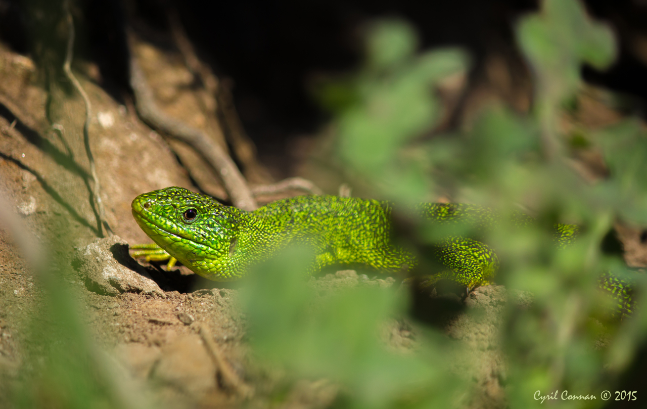 Quelques observations de reptiles dans le Finistère 113724IMG35632