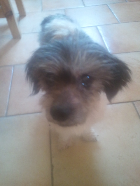 SNOOPY LHASSA APSO M 11 ANS SPA PENTHIEVRE  DEPRIME URGENT  11412820120827135406