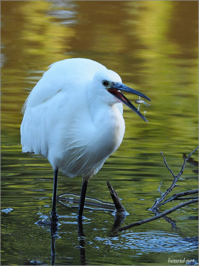 l'oiseau blanc 115169P90739671si