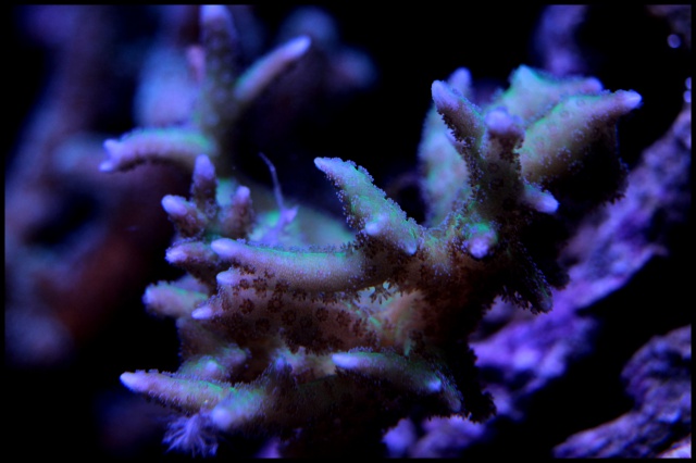 Micro Reef 120L 115870IMG0040