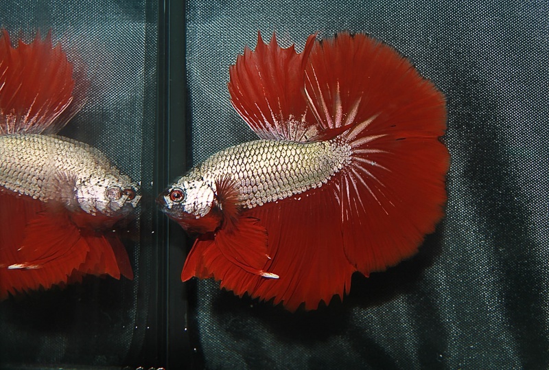 betta splendens "show betta" 116138452