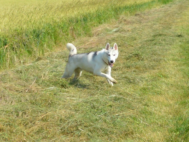 Anook, husky né en 06/2012. refuge SPA Amance    REF:54  ADOPTE 117254anook2