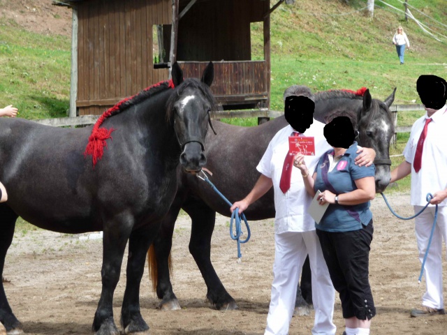 Dept19, FARCEUR, PERCHERON PP, réservé par Anjas en Allemagne (Novembre 2015) 117606conc42014