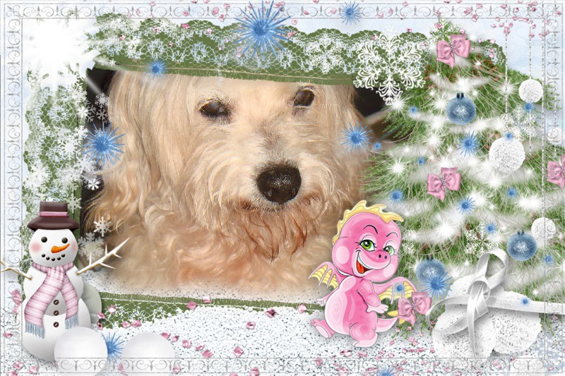 MILAINE F BICHON  12 ANS SPA GIEN (45) ADOPTEE PAR DAYSIE  - Page 4 1193271QUWYXHDI