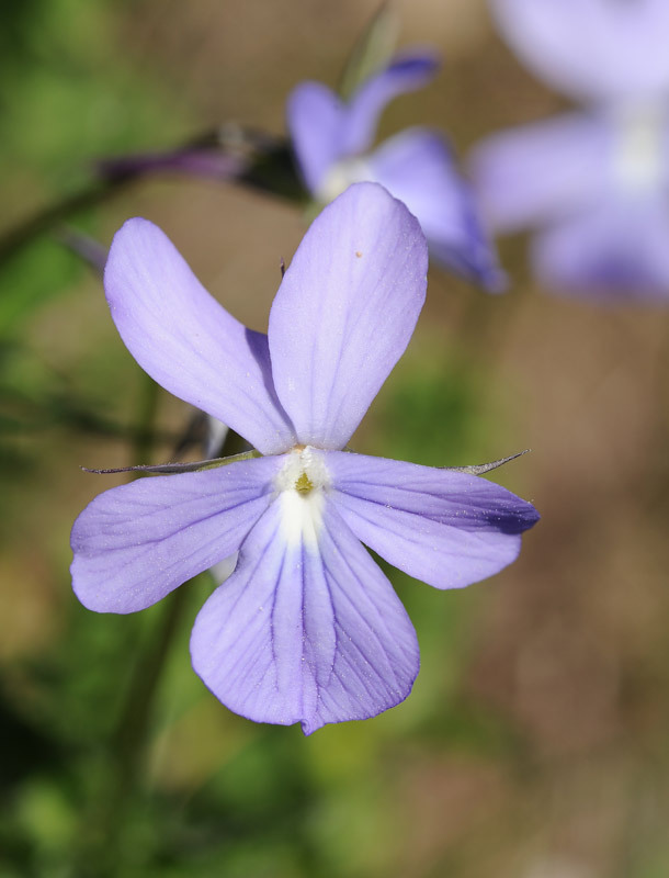 Fleurs des Pyrénées 120349D700671