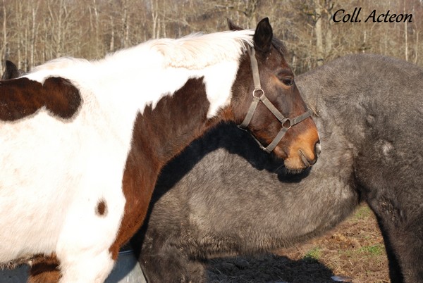 Elevage de Javot - poneys "A" et Acteon - Chevaux de Sport  - Page 31 121865DSC0017