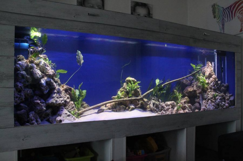 aquarium de 2000L en bois 123768303