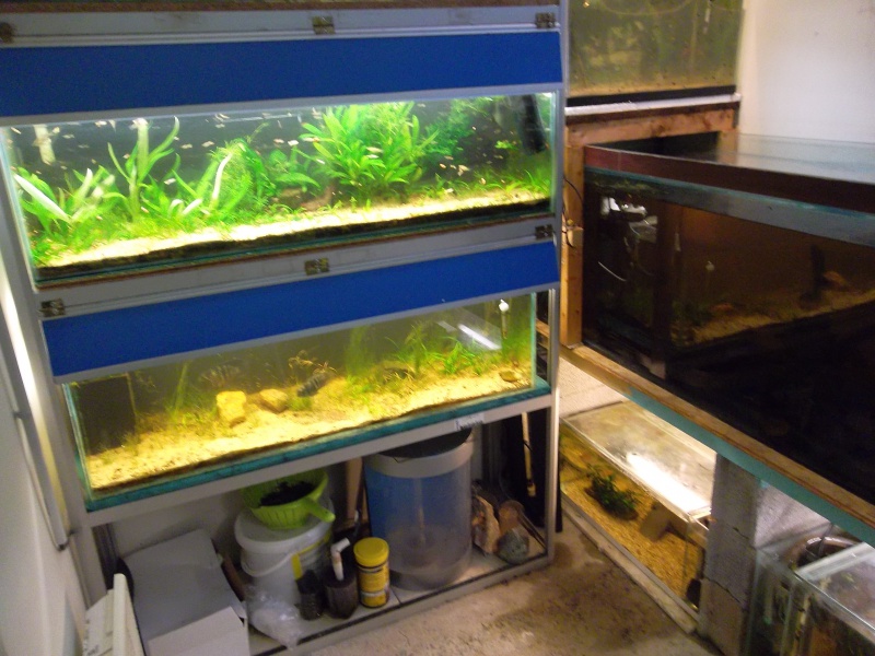 fishroom !!!! - Page 8 124387Photo599