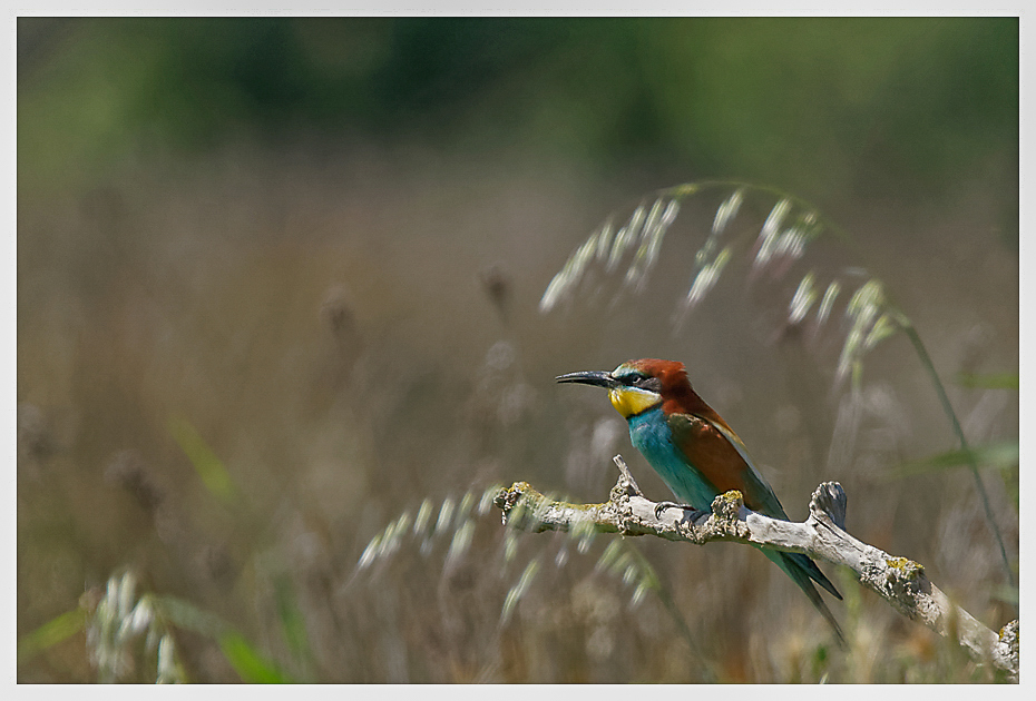 Guêpiers + nouvelle mise à jour 20/07/2015 125065DSC06236DxOcopie1