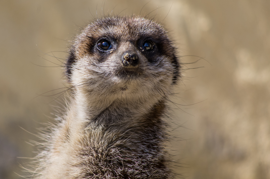 Zoo de Lille 125998IGP3830