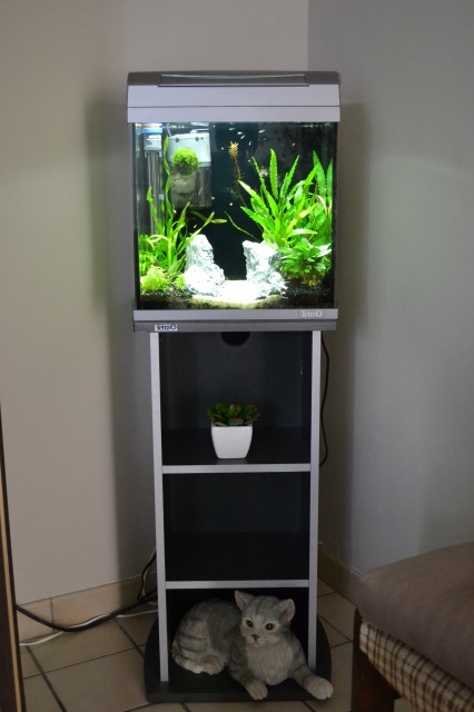 MES AQUARIUMS 240 L Communautaire et 30 L Aquascape + photos - Page 3 1260522915