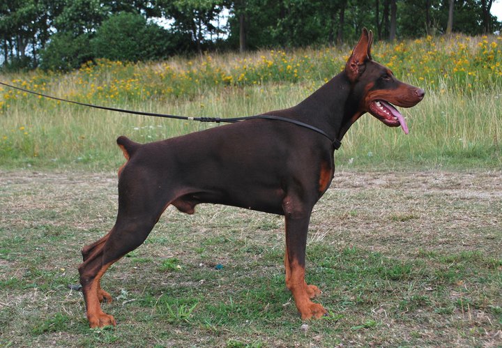 Dobermanns LOF "Forever Star", Ma fille Unique. 126282StandYankee