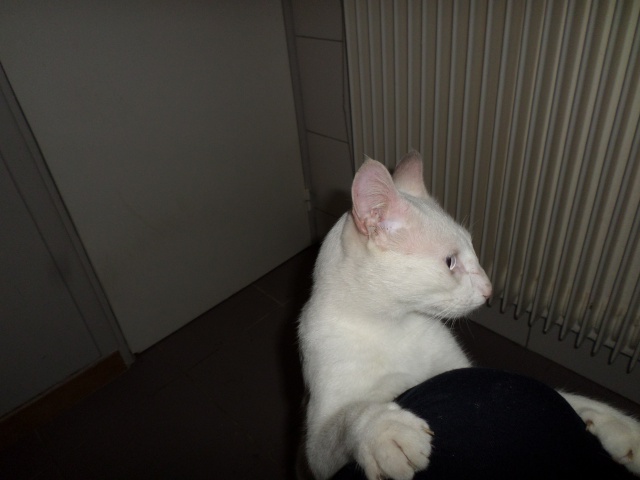 SUN CHAT M BLANC SOURD MALVOYANT 3 ANS LA PATTE ESPOIR  126743SAM2915