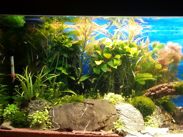 mon 240 L aquascaping 127027grosplancotgaucheaquarium