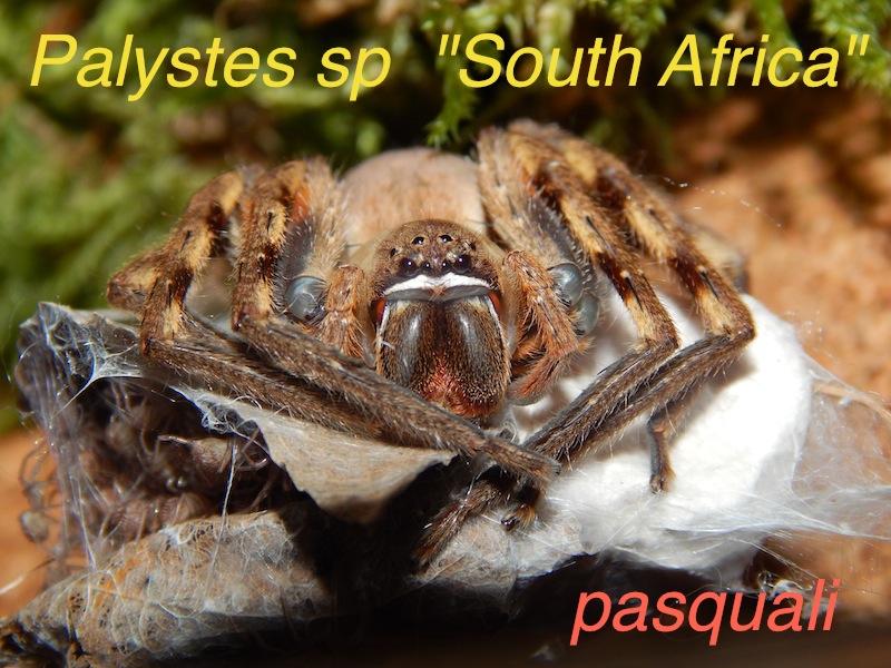 Palystes sp Afrique du sud. - Page 2 128497DSCN1561