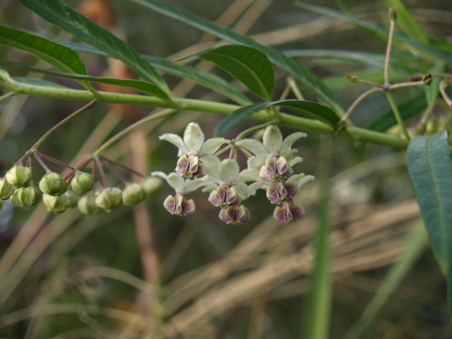 asclepia physocarpa ou gomphocarpus physocarpus 129431P9220478