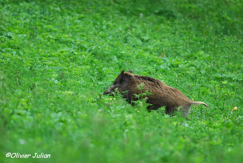 Quelques photos animalières.. 130488DSC4558