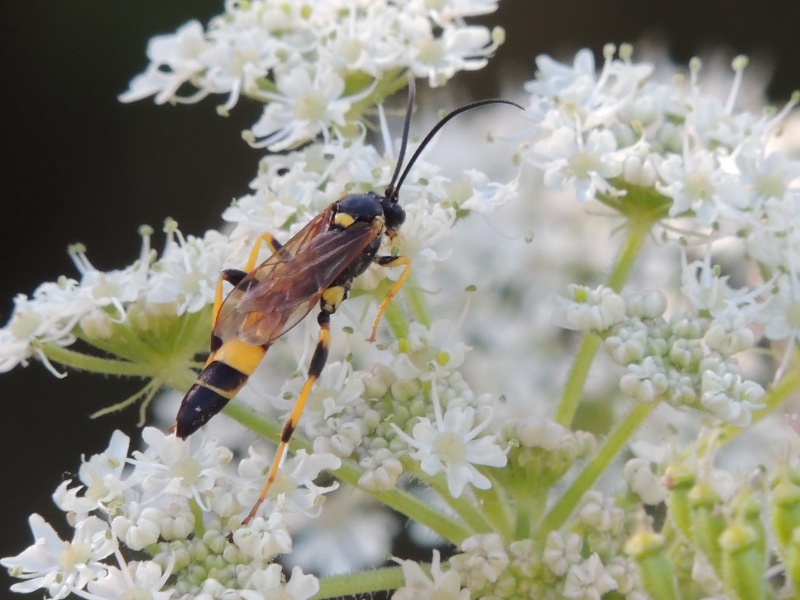 Ichneumon (xanthorius ?) 131483DSCN6422