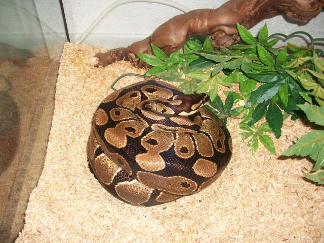 Meos Reptiles : Python Regius 1328791009383