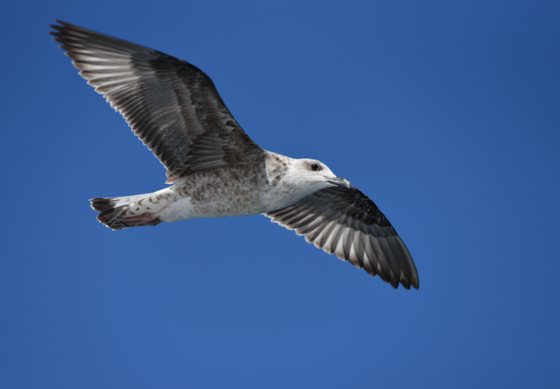 La photo du jour.1 - Page 16 134522mouette