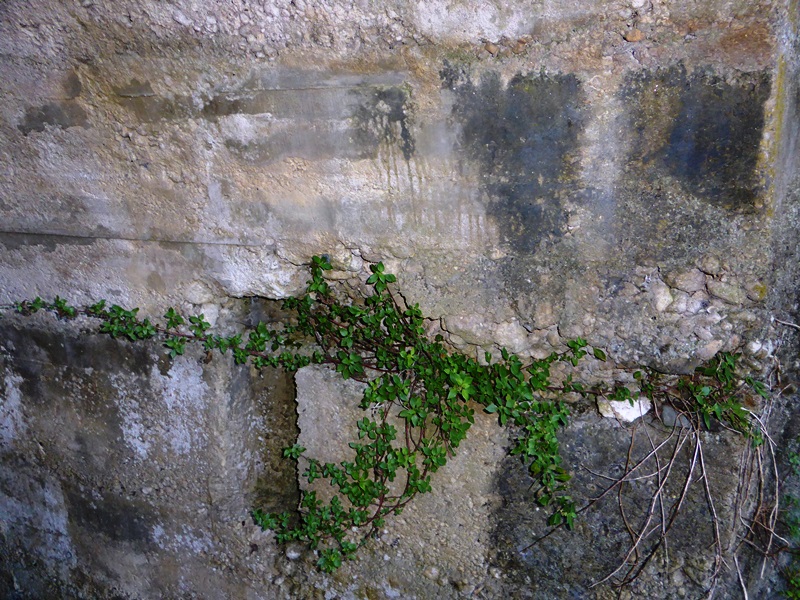 Block italien cimetière de l'abadie Cannes-la-Bocca (06) 134704P1000109