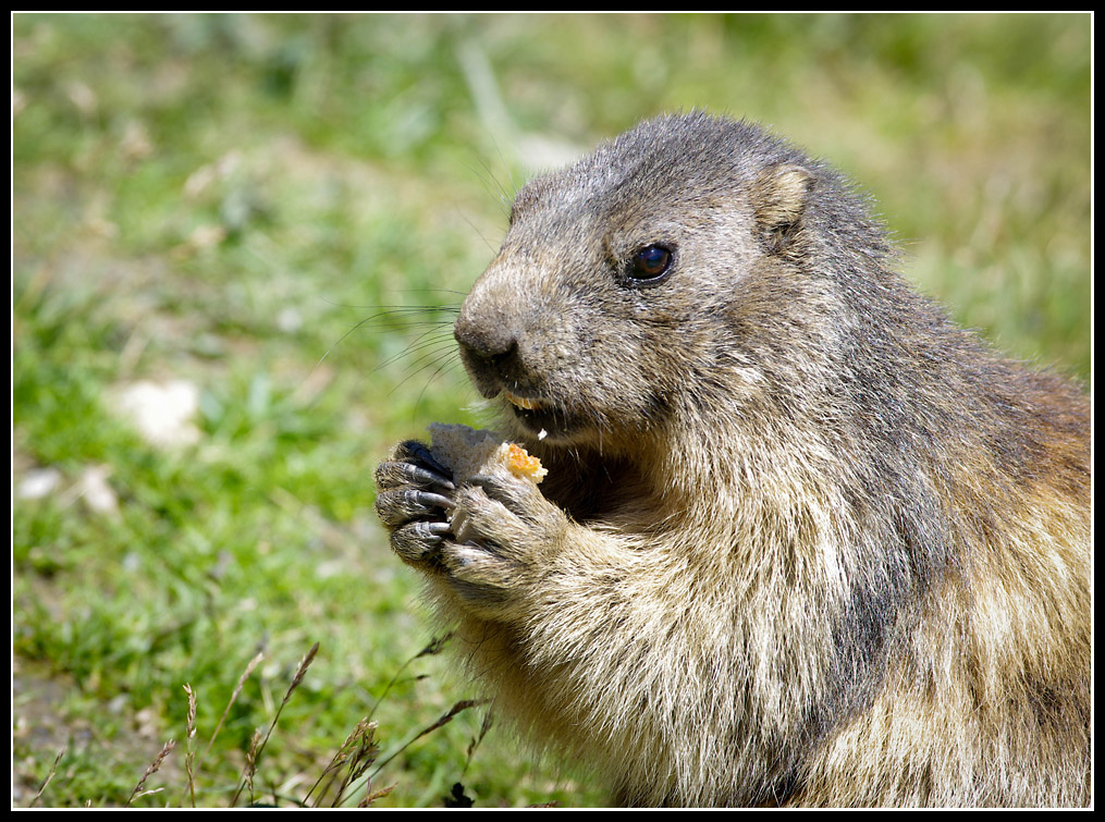 Marmottes en milieu naturel 136784IMGP1181