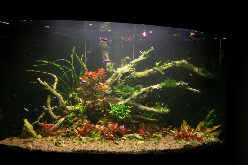 trigon 190 + cuve 120x30x40 aquascaping - Page 7 137281IMG2597