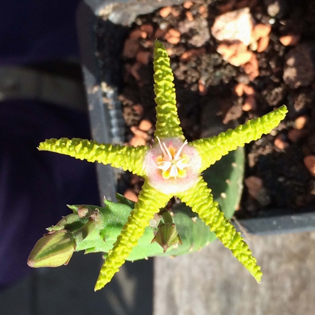 Stapelia flavopurpurea f. jaune 137618stapeliaflavopurpurea3