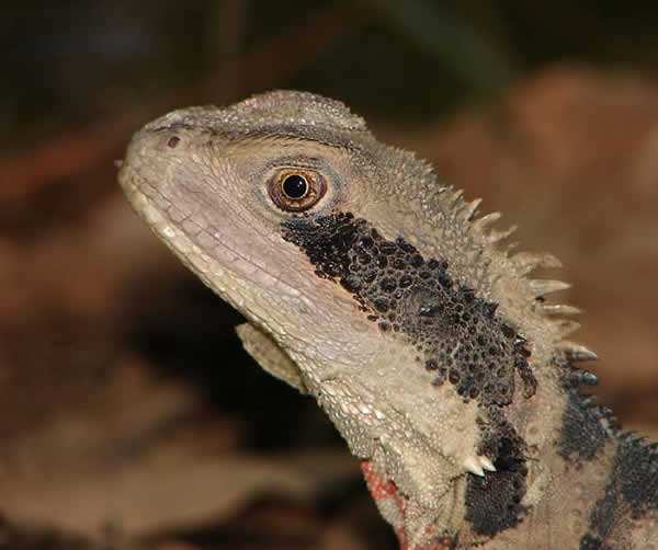 Animaux - Lézards - Caméléon panthère -Anguidae - L'orvet - 137971dragoneau1214dbfda